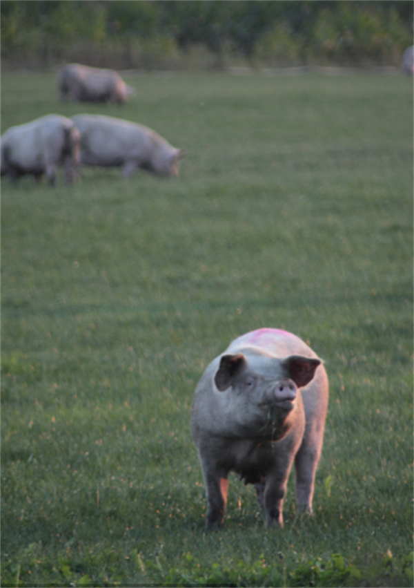 2022年生猪供应是否依旧充足？需在何方