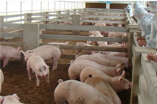 东海期货生猪1月月度投资策略：年关将近 生猪出售压力增加