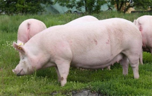 旺季不旺！生猪价格跌至每斤8元以下