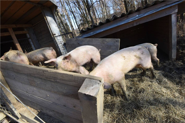 福建厦门翔安：立案调查665斤未经检疫猪肉