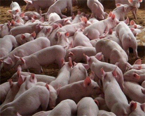 2022首增！4家肉企 “醉翁之意不在猪”？还是“心有猪而力不足”？