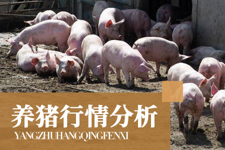 刹不住车了！猪价跌速加快，养猪人或将血本无归