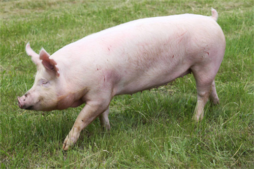 养猪技术·猪打针需要的注意事项