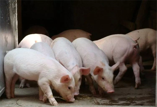 为何猪肉价格下降后 销量却没升？