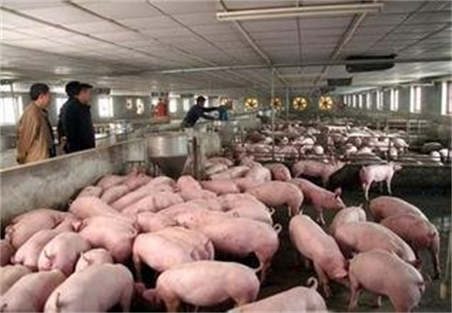新一轮猪周期有望在今年第二季度开启？猪肉板块新年以来逆市上涨4.58%