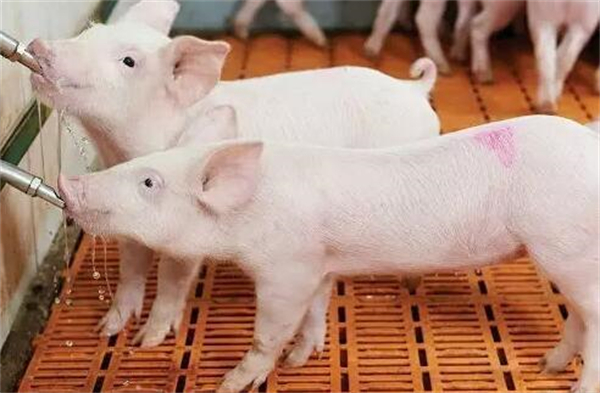 猪肉加工巨头提前布局？官宣合作养猪巨头 优先买猪、价高时加大供应!拐点来了?
