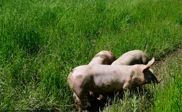 生猪行业年度数据出炉 各方做何解读？