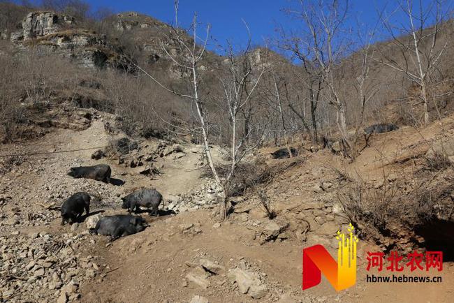 满城区：“黑山猪”养殖助力太行老区乡村振兴