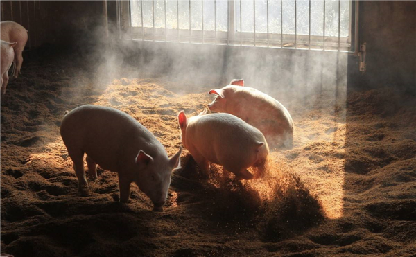 2021年猪肉降价30.3％！虎年春节接着降，猪肉自由要来了？