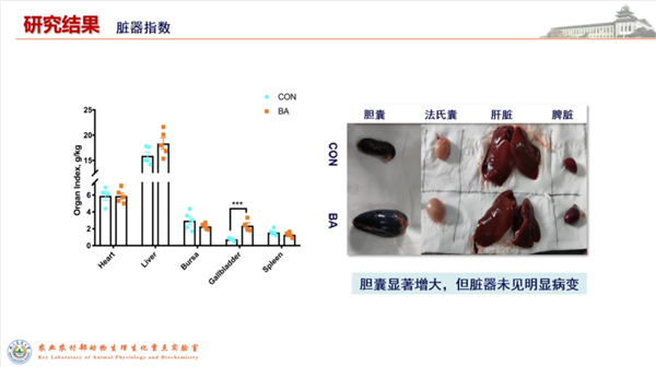 中国养猪网