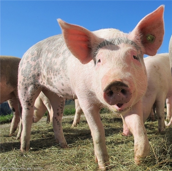 2022年，养猪赚钱的“秘诀”是什么？看完后我醍醐灌顶