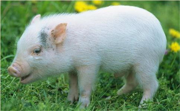 打响虎年稳定猪价“第一枪” 上万吨猪肉收储如何执行