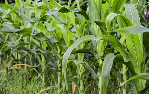 大北农：已与南美种企合作，将中国自主知识产权的生物育种技术与本地优异的种质结合