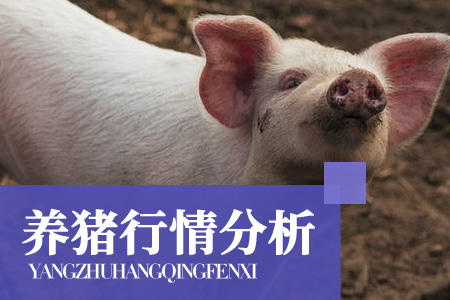 01月11日猪价：猪价又出现转机？此次涨势能否持续至节前？