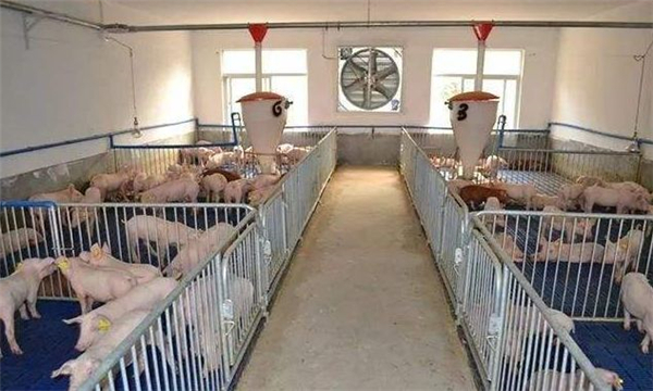 生猪板块“抢跑”，“猪周期”拐点将现？业内人士提醒：谨防误判，去产能也才刚刚上路