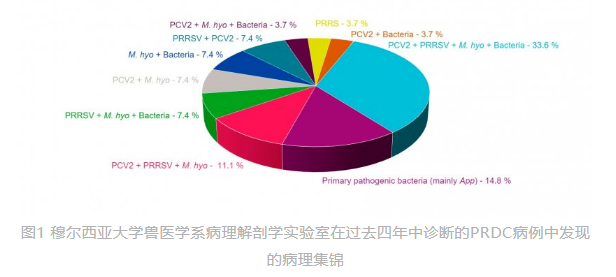 猪呼吸系统的主要混合感染