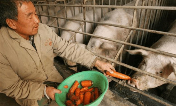 种猪耳号管理是实施猪场数据管理的基础