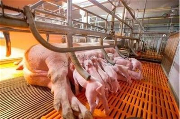 农业农村部：今后两个月猪价下行压力较大，适时研究出台生猪地方临时补贴！