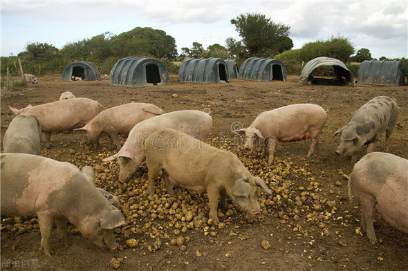 生猪市场饱和了吗？还有救吗？今年的生猪行情到底有多差？