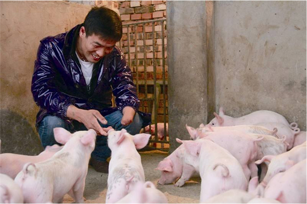 母猪饲养10大要点，非常实用全面！