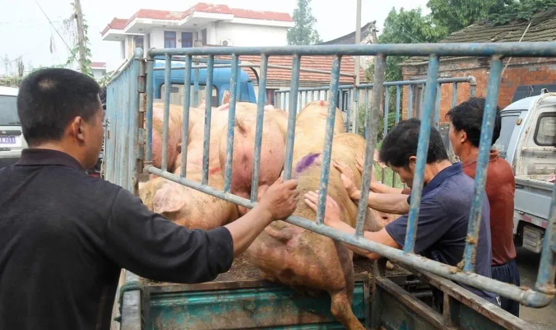 养猪场规范消毒和疫病紧急消毒要点