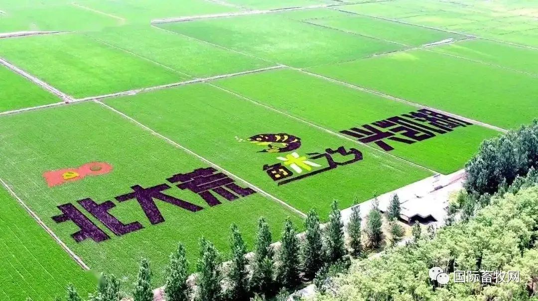 2022目标产量11亿斤！北大荒集团今年扩种大豆230万亩