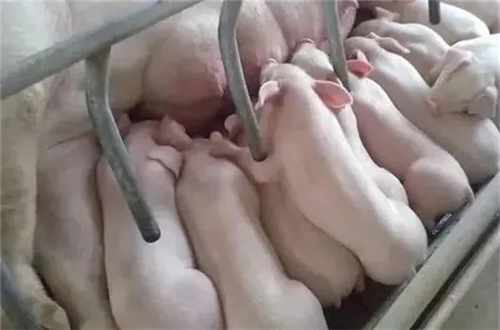 朱增勇：能繁母猪产能将迎二轮调减，下半年供需平衡带动猪价季节性反弹