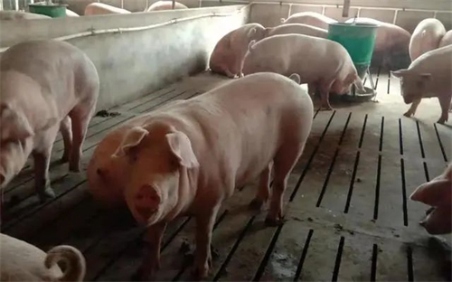 仔猪价格迎来“5连涨”！产能去化明显加速，猪价上涨拐点指日可待！