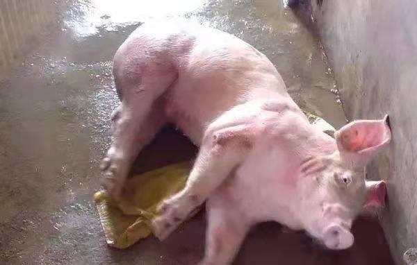保育猪倒地划水，是链球菌还是伪狂犬你必须分清楚！