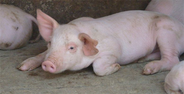 各个阶段的猪只最适宜的温度是多少？