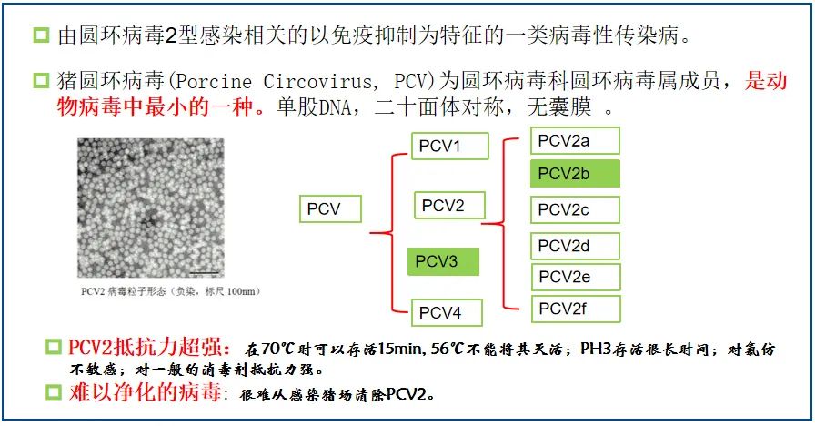 中国养猪网