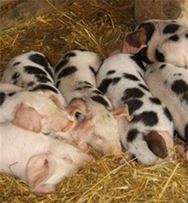 注意！这几种疾病会导致猪发生猝死，提早预防是关键