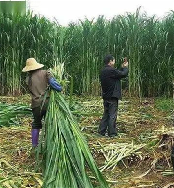 中国养猪网