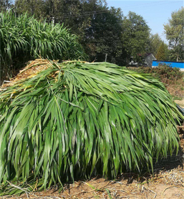 这种草埋在土里就能活，价值是玉米的10倍，还能当猪饲料？