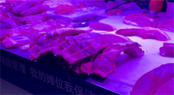 中国养猪网