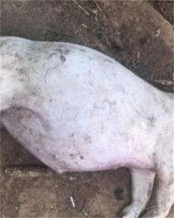 猪胀气有哪些原因？怎么防治？一文看懂！