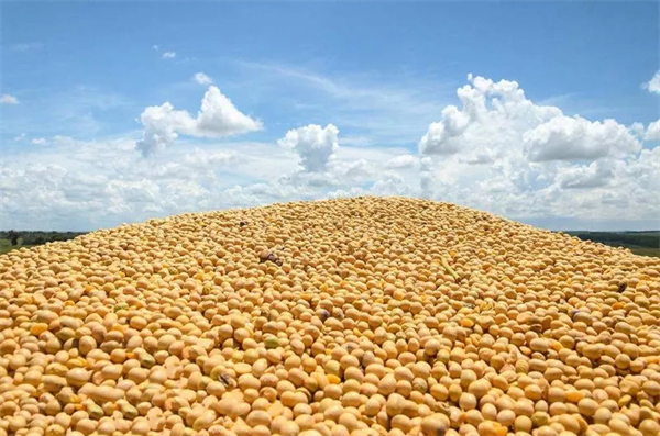 3月豆粕冲上5400元/吨后回落，4月豆粕价格会“跳水”？