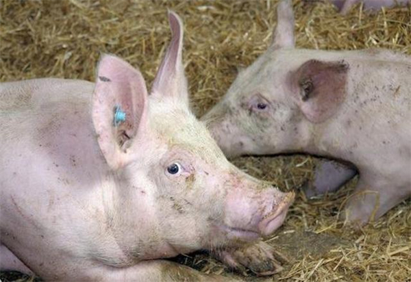 肥猪突然吐血是什么病？全面分析猪吐血的原因和治疗方法