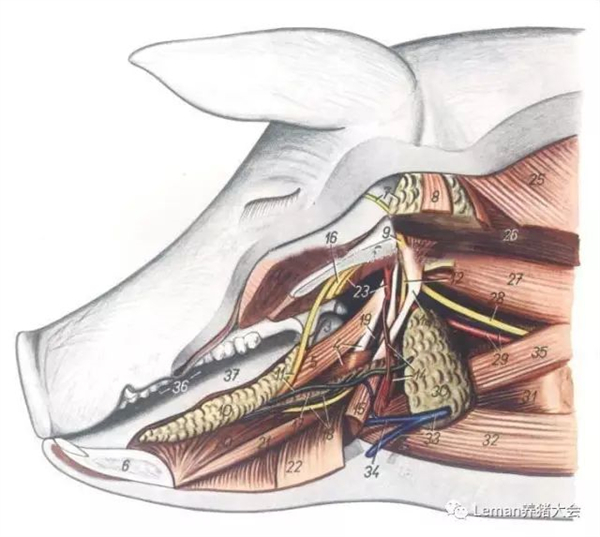 不用采血也能检测猪群抗体，既准确又实用!