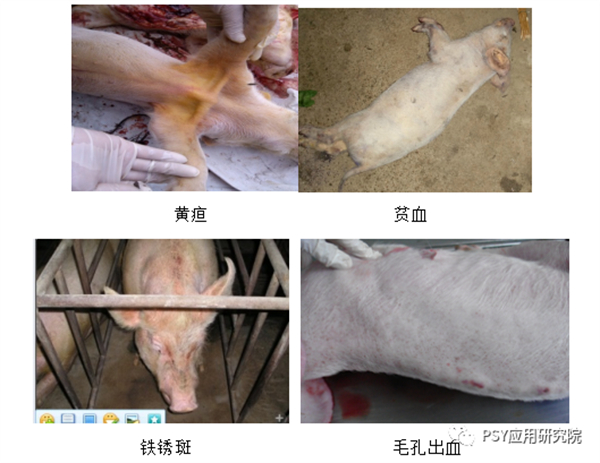 中国养猪网