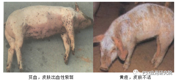 中国养猪网