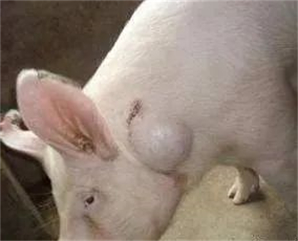 实用！发酵蛋白饲料对生长育肥猪生产性能和猪肉品质的影响