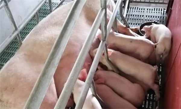 上周猪肉价格小幅上涨 未来蔬菜价格或将回落