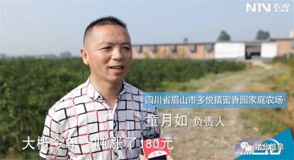 猪价低迷，四川省向养殖户发放出栏补贴和贷款扶持！