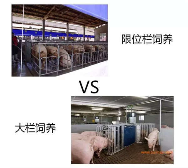 中国养猪网