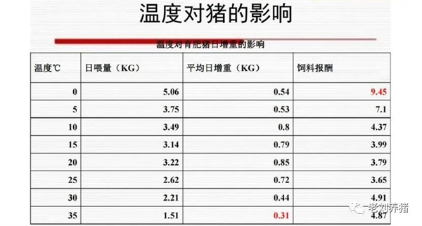 中国养猪网