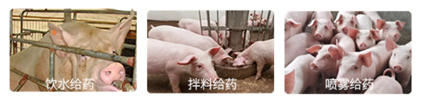 中国养猪网