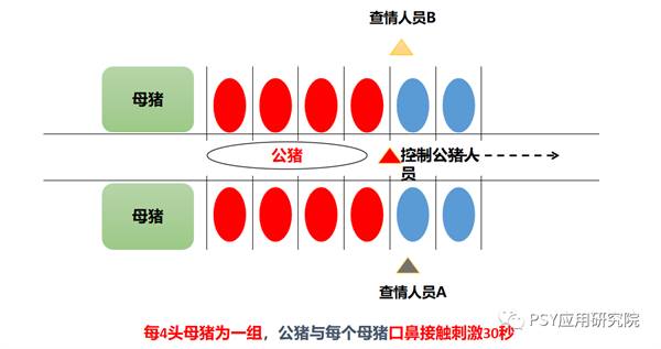 中国养猪网