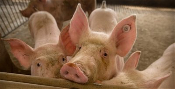 猪关节炎发病原因有哪些？该如何鉴别和防治？