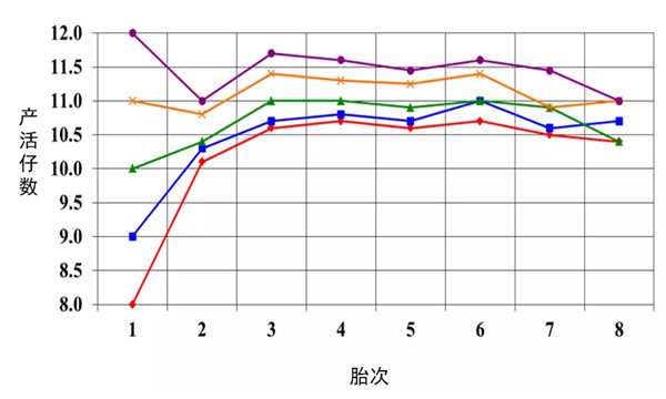 中国养猪网